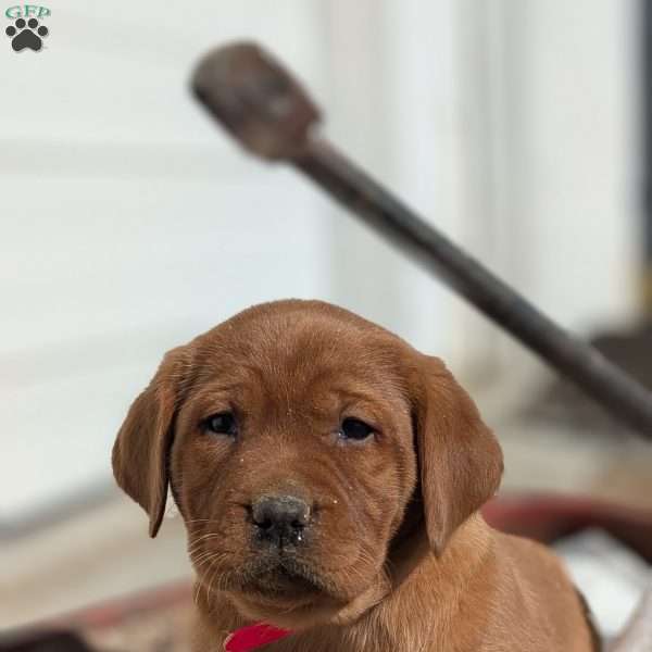 Scarlet, Fox Red Labrador Retriever Puppy